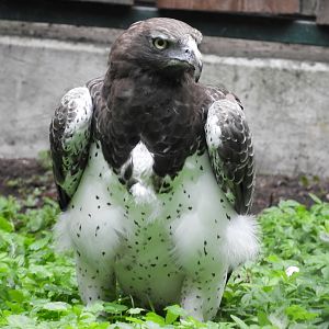 [2022] Martial eagle