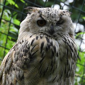 [2022] Turkmenistan(?) eagle owl