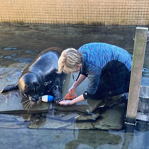Trimming Harbor Seal Claws (training session)
