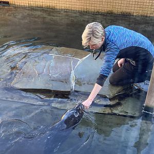Harbor Seal Training