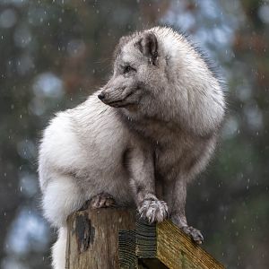 Arctic fox (Grace) Dudley UK