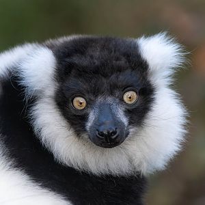 Black and white ruffled lemur, Dudley, UK