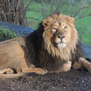 Asiatic lion (m), Dudley, UK