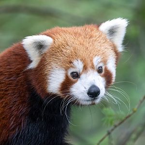 Red panda, Dudley, UK