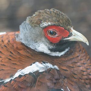Elliot's pheasant, Dudley, UK
