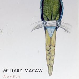 Millitary Macaw 1976 sign