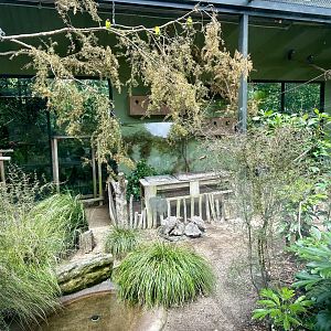 New Leopard Tortoise Exhibit