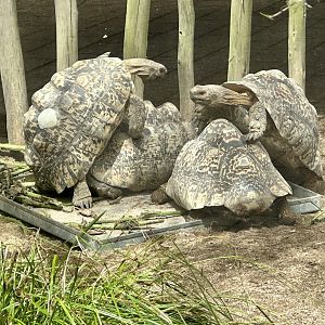 Leopard tortoise (Stigmochelys pardalis)
