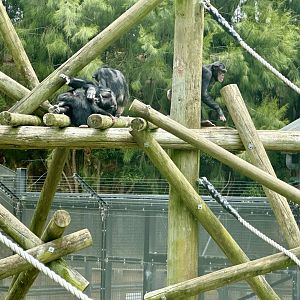 Chimpanzee Family
