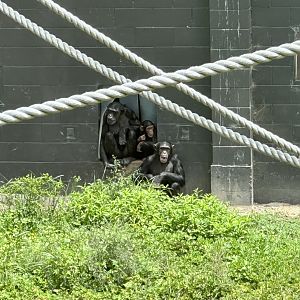 Sanda and Daughters (Chimpanzee)