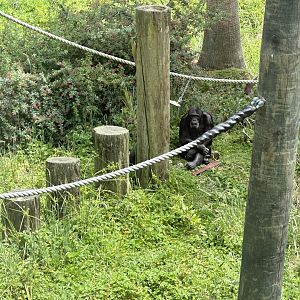 Chimpanzee Exhibit (Forest Glade)