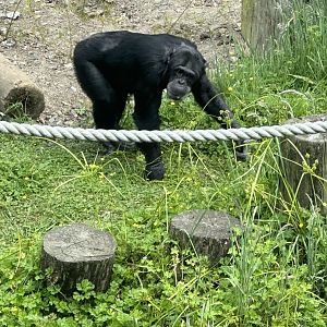 Luka (Alpha Male Chimpanzee)