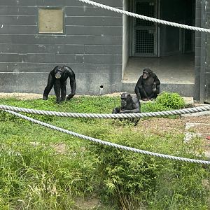 Three Generations of Chimpanzee