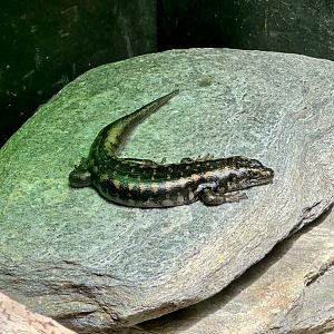 Otago skink (Oligosoma otagense)