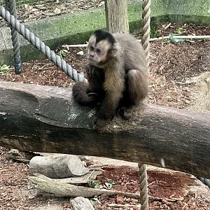 Brown capuchin (Cebus apella)
