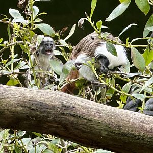 Cotton-top tamarin infant