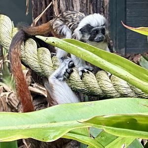 Cotton-top tamarin infant