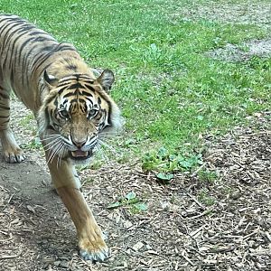 Scout (Male Sumatran Tiger)