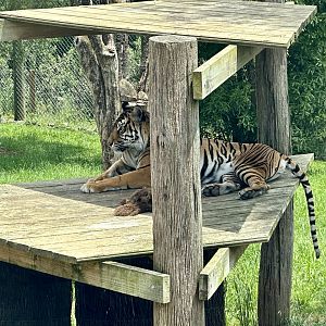 Kirana (Female Sumatran Tiger)