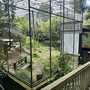 Caracal Exhibit (Coming 2024)