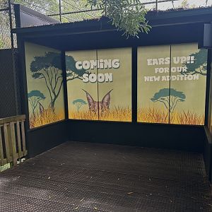 Caracal Exhibit (Coming 2024)