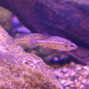 Western Pygmy Perch (Nannoperca vittata) - Dolphin Discovery Centre, Bunbury