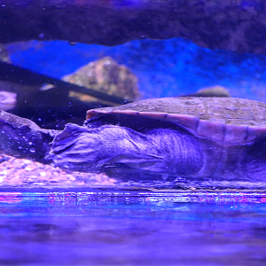 Southwestern Long-necked Turtle (Chelodina collei) - Dolphin Discovery Centre, Bunbury