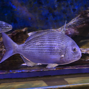 Tarwhine (Rhabdosargus sarba)  - Dolphin Discovery Centre, Bunbury