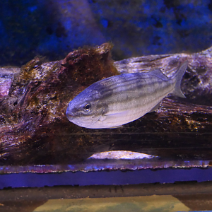 Western Striped Grunter (Helotes octolineatus) - Dolphin Discovery Centre, Bunbury