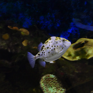Western Smooth Boxfish (Anoplocapros amygdaloides) - Dolphin Discovery Centre, Bunbury