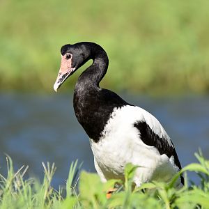 Magpie Goose