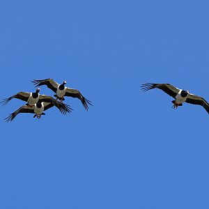 Magpie Geese