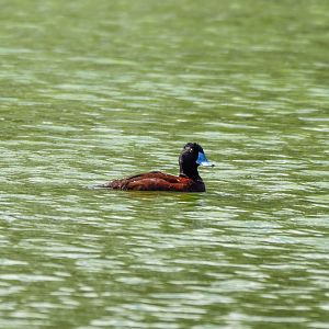 Blue-billed Duck