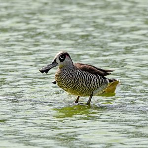 Pink-eared Duck