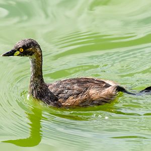 Australasian Grebe