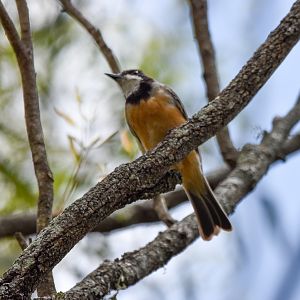 Rufous Whistler
