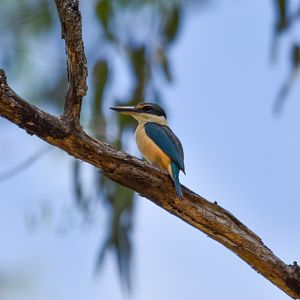 Sacred Kingfisher