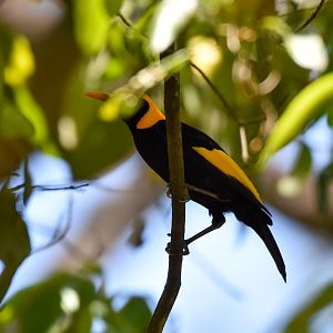Regent Bowerbird