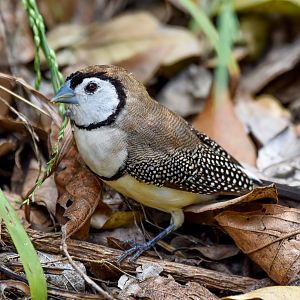 Double-barred Finch