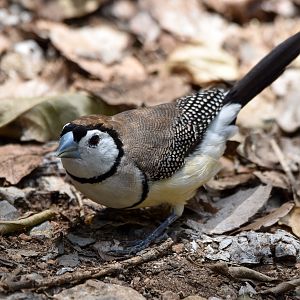 Double-barred Finch
