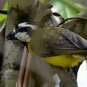 Eastern Shrike-tit