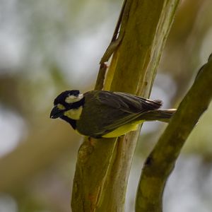 Eastern Shrike-tit