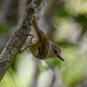 Large-billed Scrubwren