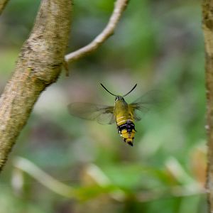 Gardenia Bee Hawk Moth, Cephonodes kingii