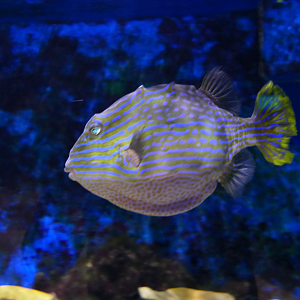 Shaw's Cowfish (Aracana aurita) - Dolphin Discovery Centre, Bunbury