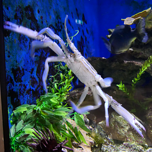 Blue Swimmer Crab (Portunus pelagicus) - Dolphin Discovery Centre, Bunbury