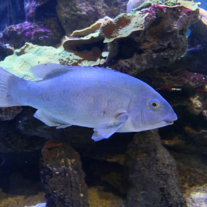 Western Blue Groper (Achoerodus gouldii) - Dolphin Discovery Centre, Bunbury