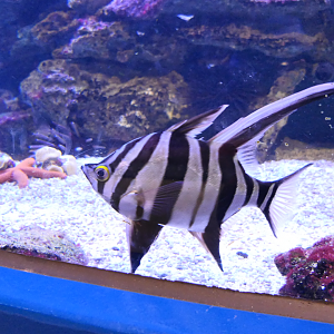 Old Wife (Enoplosus armatus) - Dolphin Discovery Centre, Bunbury