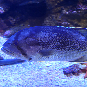 West Australian Dhufish (Glaucosoma hebraicum) - Dolphin Discovery Centre, Bunbury