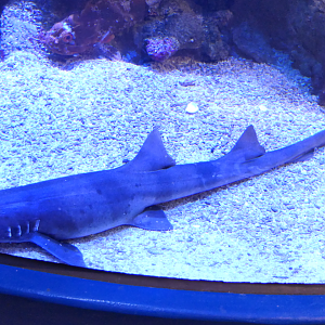 Brown-banded Bamboo Shark (Chiloscyllium punctatum) - Dolphin Discovery Centre, Bunbury